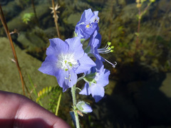 Polemonium acutiflorum