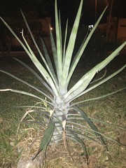 Agave tequilana