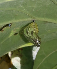 Tithorea harmonia salvadoris