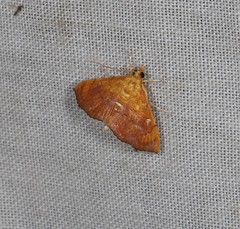 Hyalobathra aequalis