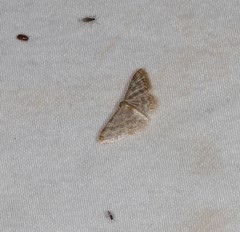 Idaea simplex