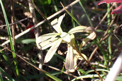 Sericocarpus rigidus