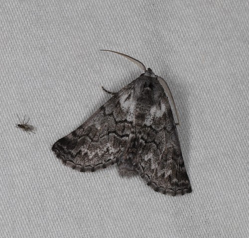 Lissocraspeda