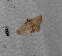 Lophoruza diversalis