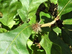 Andricus quercusfoliatus