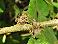 Andricus quercusfoliatus