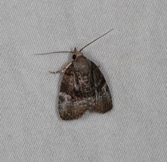 Lophothripa vitea