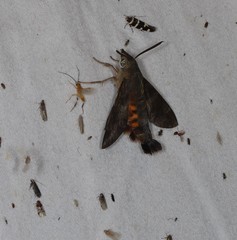 Macroglossum vacillans