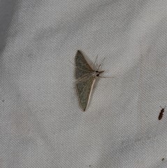 Myrmidonistis hoplora