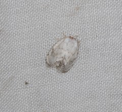 Niphopyralis chionesis