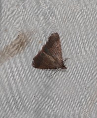 Hypsopygia chytriodes