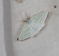 Oenochroma infantilis