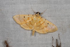 Orthospila orissusalis