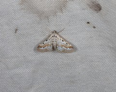 Parapoynx dentizonalis