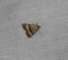 Pseudozarba orthopetes