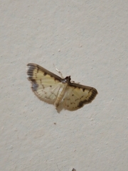 Eulepte