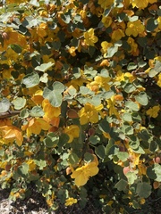 Fremontodendron