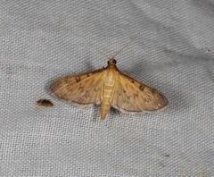 Tatobotys janapalis