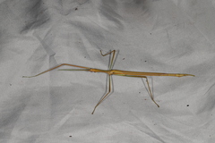 Tropidoderus gracilifemur