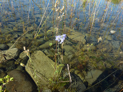 Polemonium acutiflorum