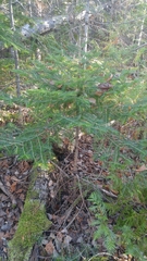 Abies balsamea image