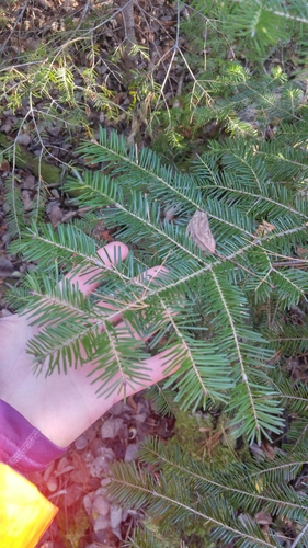 Abies balsamea image