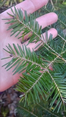Abies balsamea image