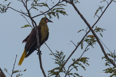 Psarocolius bifasciatus