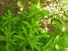 Asclepias tuberosa interior