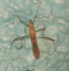 Stenocoris filiformis