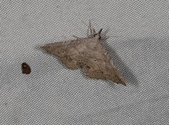 Heterormista modesta