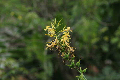 Canna glauca