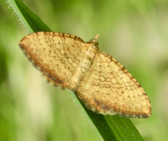 Chrysolarentia correlata