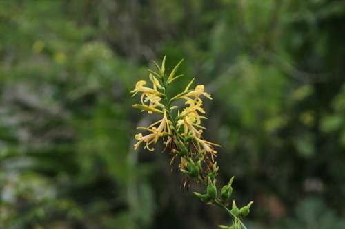 Canna glauca