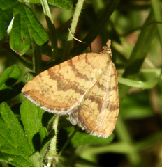 Chrysolarentia correlata