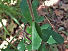 Phytomyza vomitoriae