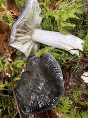 Tricholoma