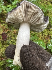 Tricholoma