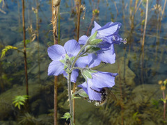Polemonium acutiflorum