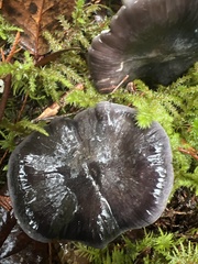 Tricholoma