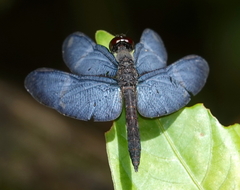 Zenithoptera lanei