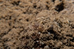 Acanthodoris brunnea