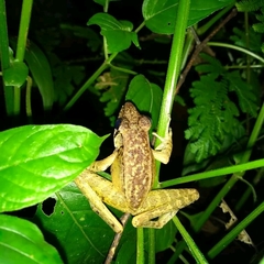 Wijayarana
