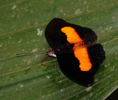 Catonephele acontius acontius