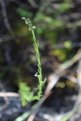 Polygala scoparioides
