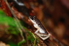 Leptobrachella gracilis