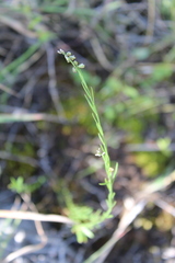 Polygala scoparioides