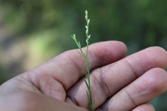 Polygala scoparioides