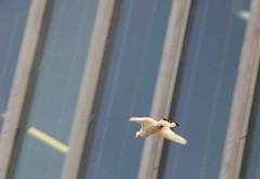Columba livia domestica