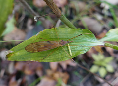 Tipula ultima